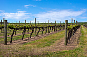 South Australian vineyard