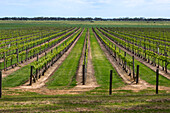 South Australian vineyard