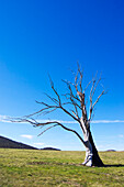 Lightning tree in Australia