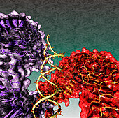 Toll-like receptor 3 and RNA, illustration