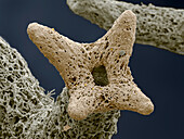 Reindeer lichen, SEM