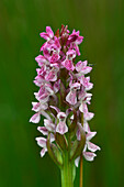 Early marsh orchid (Dactylorhiza incarnata) in flower