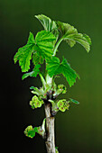 Redcurrant plant (Ribes rubrum) beginning to flower