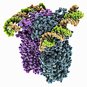 Caenorhabditis elegans SID1 complexed with dsRNA, molecular model