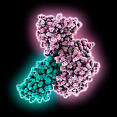 GEL4 complexed with nanobody 3, illustration