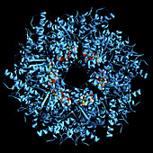 Transitional endoplasmic reticulum ATPase, illustration