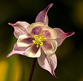 Columbine (Aquilegia sp.) flower head