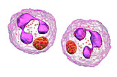 Anaplasma bacteria infecting neutrophils, illustration