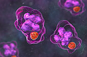 Ehrlichia bacteria morula within macrophages, illustration