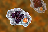 Ehrlichia bacteria morula within macrophages, illustration