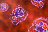 Ehrlichia bacteria morula within macrophages, illustration