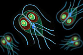 Giardia intestinalis protozoan, illustration