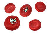 Erythrocytes with plastic microparticles, illustration