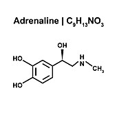 Adrenaline structure, illustration