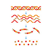 Collagen structure, illustration