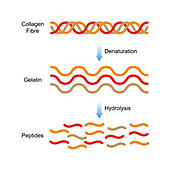 Collagen structure, illustration