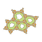 Collenchyma structure, illustration