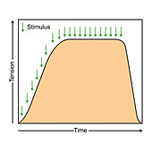 Complete tetanus muscle contraction, illustration