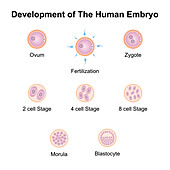 Embryo development, illustration