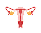 Female reproductive system, illustration