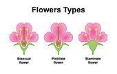 Flowers types, illustration