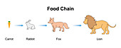 Food chain, illustration