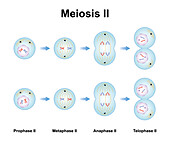 Meiosis phases, illustration