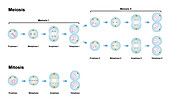 Meiosis and mitosis phases, illustration