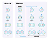 Meiosis and mitosis phases, illustration