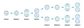 Meiosis phases, illustration