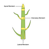 Meristem structure, illustration