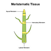 Meristem structure, illustration