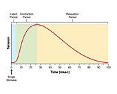 Myogram, illustration