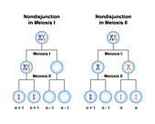 Nondisjunction in meiosis, illustration