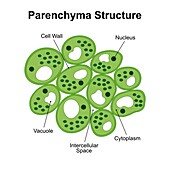 Parenchyma structure, illustration