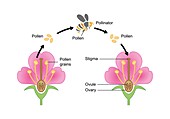 Pollination mechanism, illustration