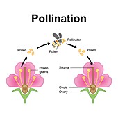 Pollination mechanism, illustration