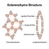 Sclerenchyma structure, illustration