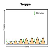 Muscular treppe, illustration