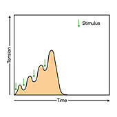 Wave summation, illustration