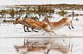 Red lechwes running through shallow water