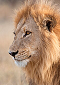 Mature male lion