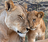 Lioness nuzzling cub