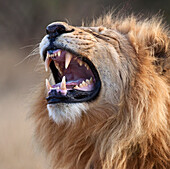 Mature male lion with mouth open