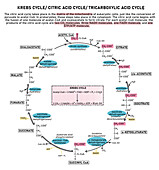 Krebs cycle, illustration