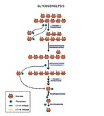 Glycogenolysis, illustration