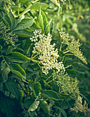 Blühender Holunder (Sambucus nigra) im Garten