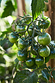 Unreife schwarze Kirschtomaten am Strauch