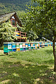 Bienenstöcke vor Bauernhaus