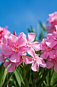 Rosenlorbeer (Nerium oleander) mit rosa Blüten vor blauem Himmel, Oleander